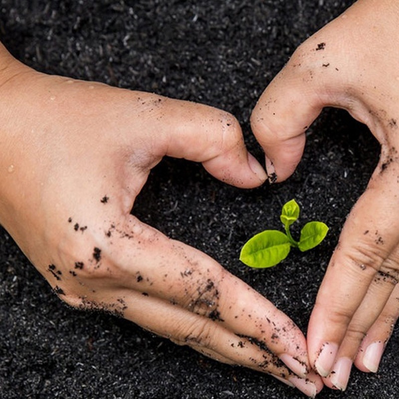 diseño web livingchar